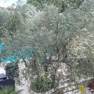 Apartment Carolina, Tar-Vabriga